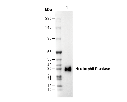 Neutrophil Elastase Antibody