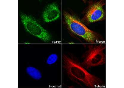 Collagen VI Antibody