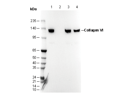 Collagen VI Antibody