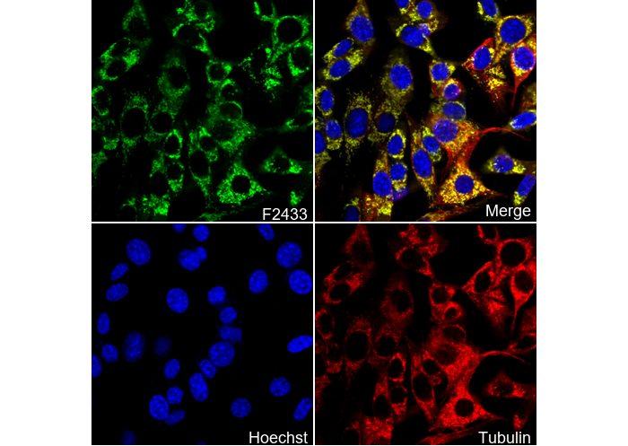 Prohibitin Antibody