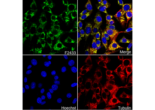 Prohibitin Antibody