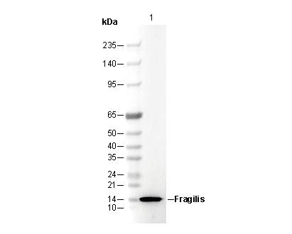 Fragilis Antibody