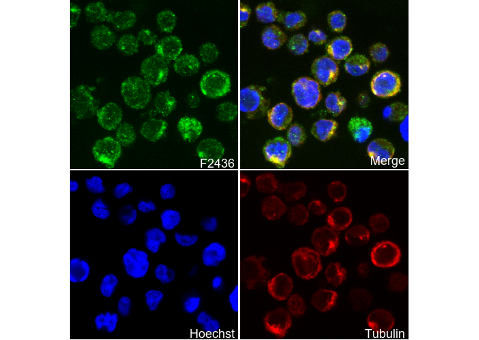 IRF5 Antibody
