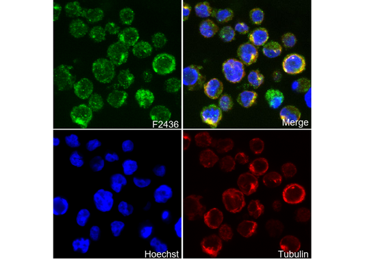IRF5 Antibody