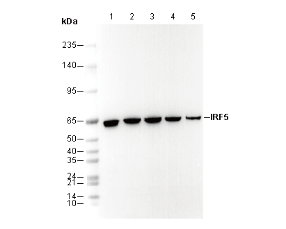 IRF5 Antibody