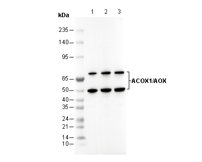ACOX1/AOX Antibody