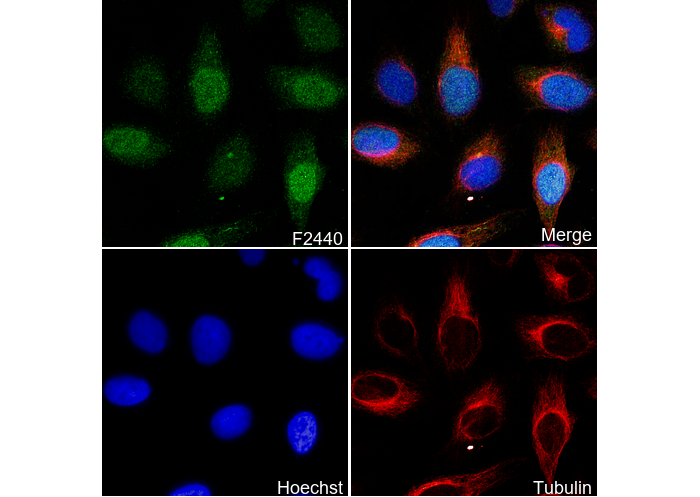 PRC1 Antibody