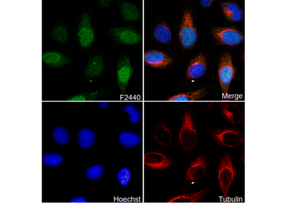 PRC1 Antibody