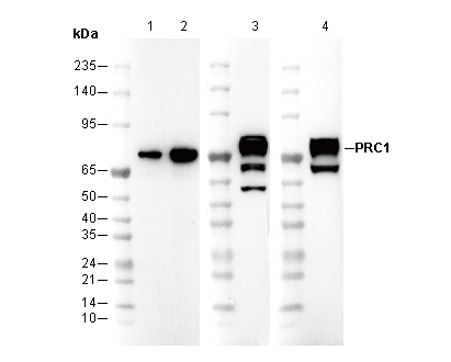 PRC1 Antibody