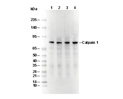 Calpain 1 Antibody