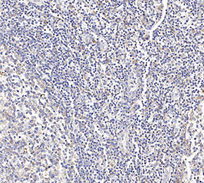 Perforin Antibody