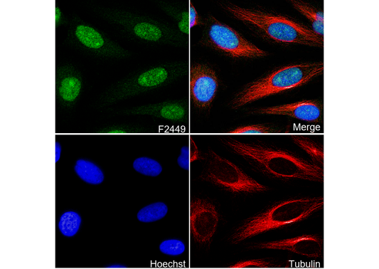 ILF3 Antibody