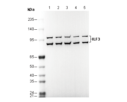 ILF3 Antibody