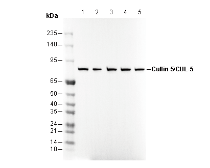 Cullin 5/CUL-5 Antibody