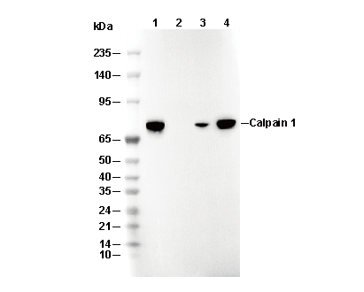 KIFC1 Antibody