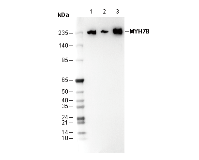 MYH7B Antibody