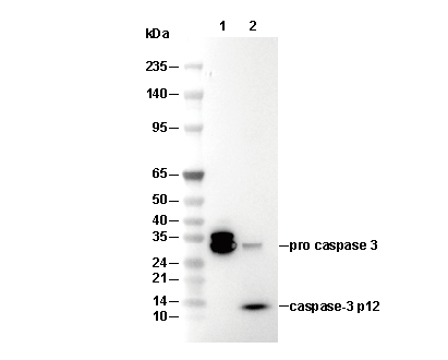 Caspase-3 p12 Antibody