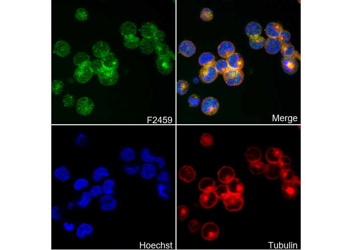 Caspase-3 p12 Antibody