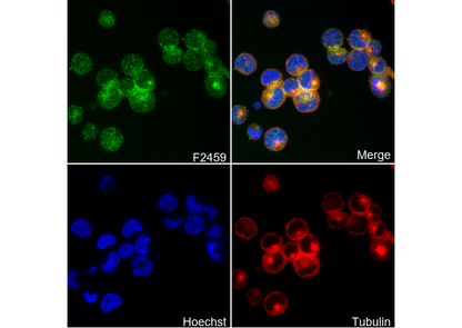 Caspase-3 p12 Antibody