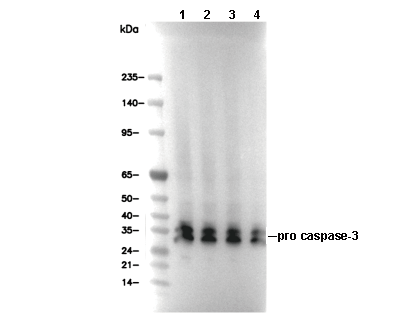 Caspase-3 p12 Antibody