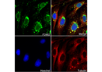 Acetyl-Histone H4 (Lys8) Antibody