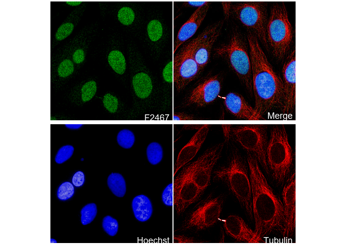 NFIB / NF1B2 Antibody