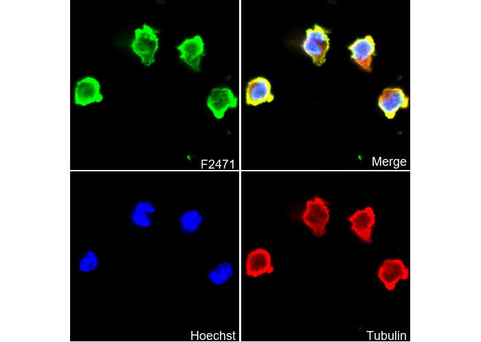 TLR5 Antibody