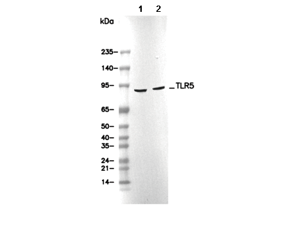 TLR5 Antibody