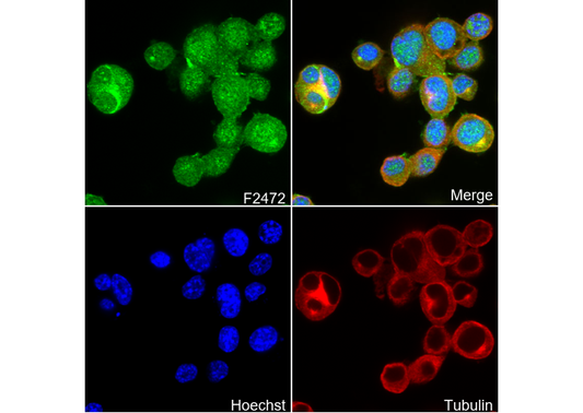 TPPP Antibody