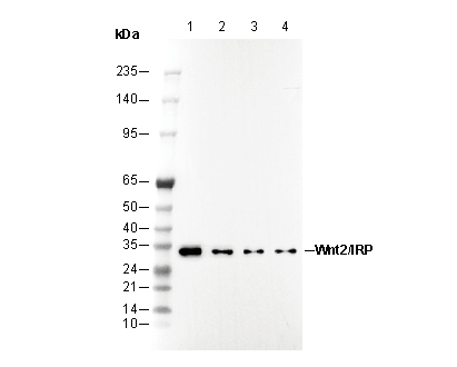 Wnt2/IRP Antibody