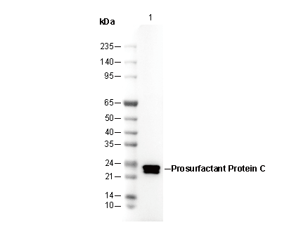 Prosurfactant Protein C Antibody