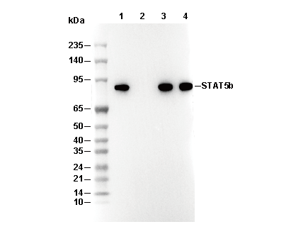 STAT5b Antibody