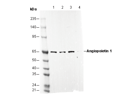 Angiopoietin 1 Antibody