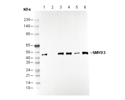 SMYD3 Antibody