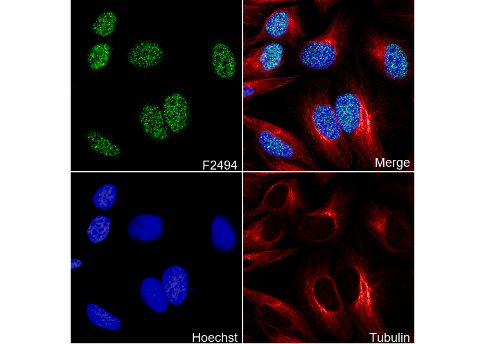 IRF2 Antibody