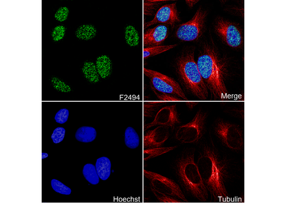 IRF2 Antibody