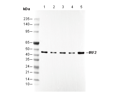 IRF2 Antibody