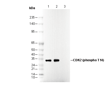 Phospho-CDK2 (Thr14) Antibody