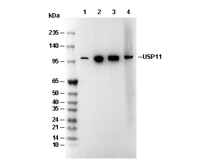 USP11 Antibody