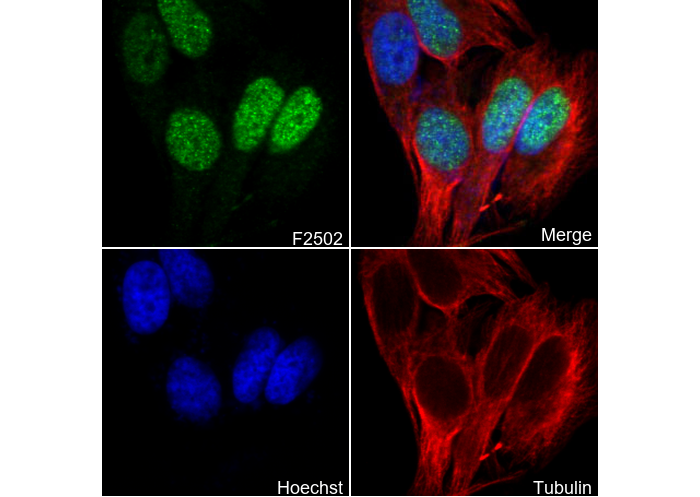 Phospho-Histone H3.3 (Ser31) Antibody