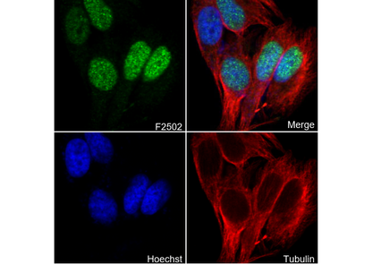 Phospho-Histone H3.3 (Ser31) Antibody