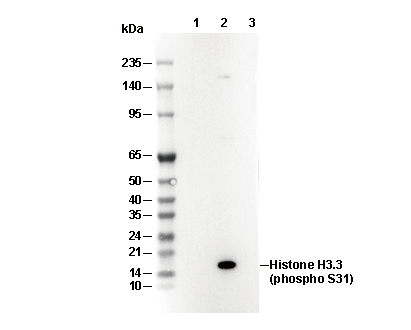 Phospho-Histone H3.3 (Ser31) Antibody