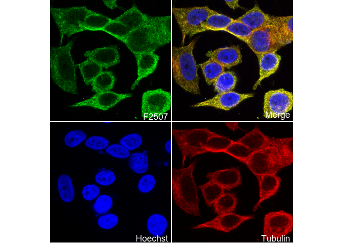 RAB22A Antibody
