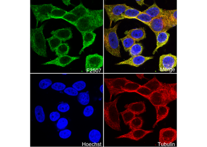 RAB22A Antibody