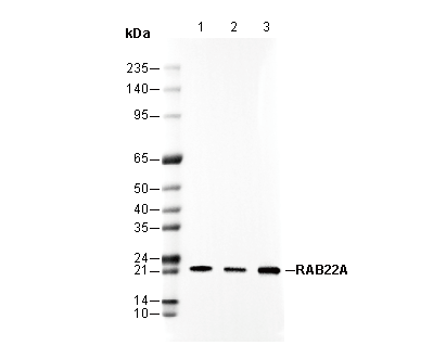 RAB22A Antibody