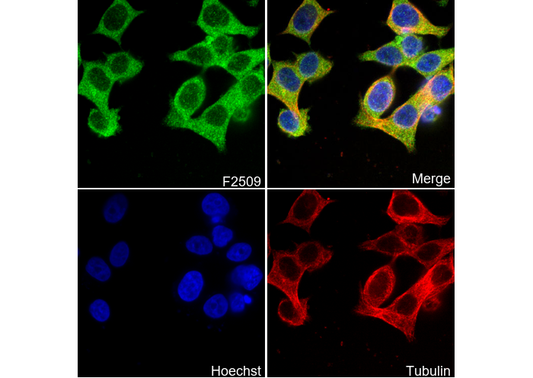 VEGFD Antibody