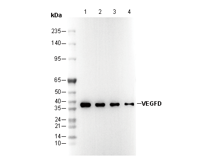 VEGFD Antibody