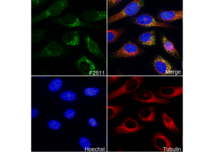 GAPDH Antibody