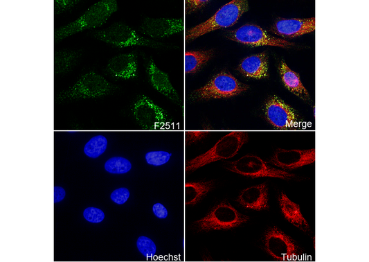 GAPDH Antibody