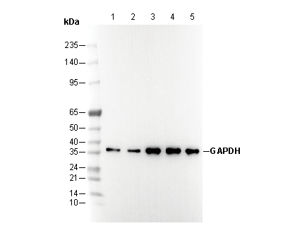 GAPDH Antibody